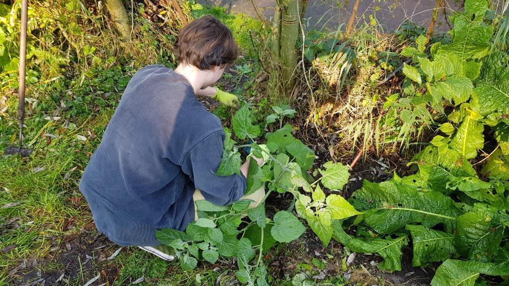 Volunteerwork at a garden in Amsterdam