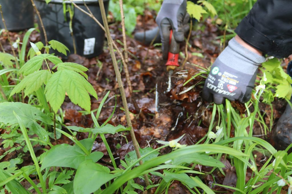 Wir wollen gemeinsam in der Eilenriede Wunderlauch entfernen.